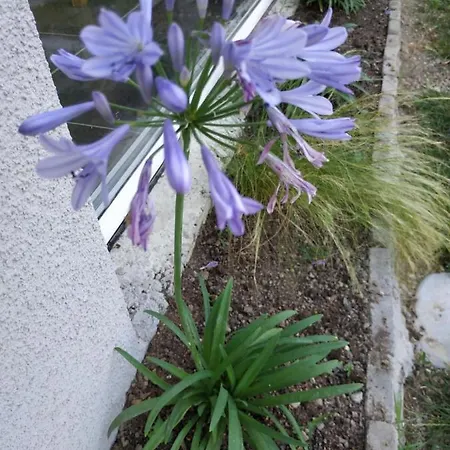 Les Agapanthes Du Frontonnais *