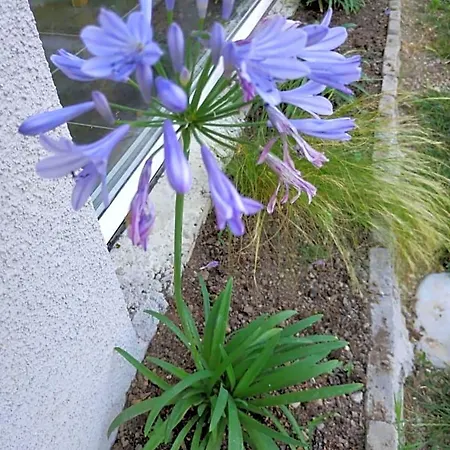Oda ve Kahvaltı Les Agapanthes Du Frontonnais
