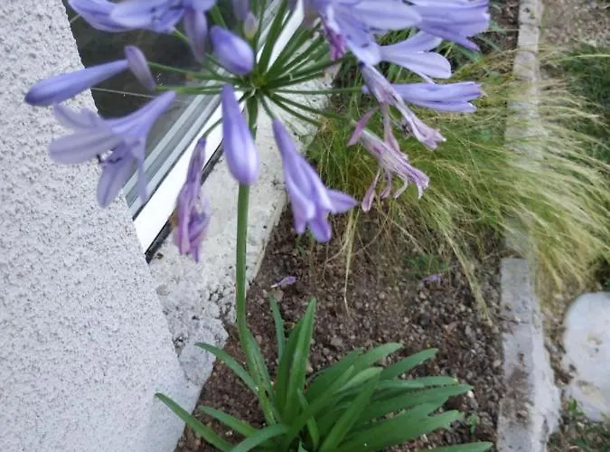 Les Agapanthes Du Frontonnais 3*